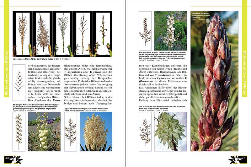Faszination Bunt – Die Welt der panaschierten Yuccas